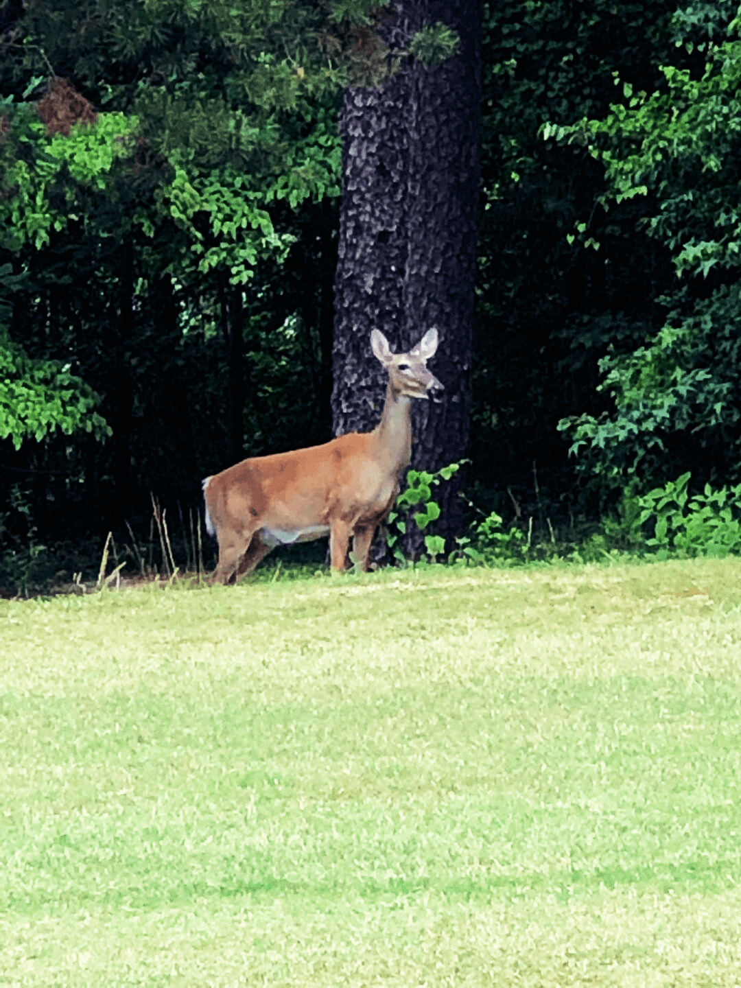 Mystery Valley Golf Course 2